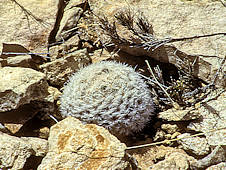 Mammillaria lasiacantha