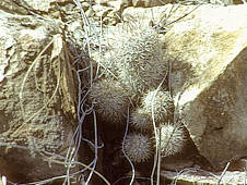 Mammillaria pottsii