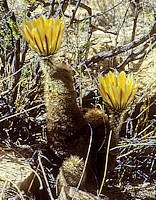 Echinocereus dasyacanthus