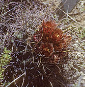 Sclerocactus uncinatus