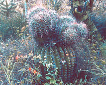 Ferocactus cristate