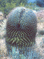 Ferocactus cristate