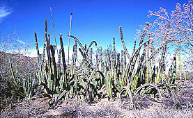 Pachycereus schottii Syn. Lophocereus schottii - Organ Pipe Monument Az