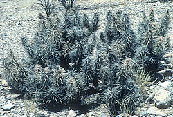 Opuntia stanlyi var kunzei Opuntia stanlyi var kunzei