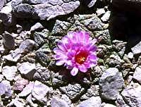 Ariocarpus fissuratus - Big Bend National Park, Texas - flower