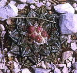 Ariocarpus fissuratus