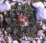 Ariocarpus fissuratus - Big Bend National Park, Texas - in bud