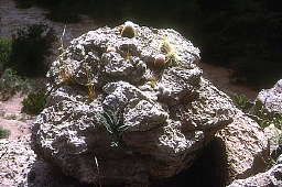 Natural cactus garden - on weathered limestone rock overlooking Dog Canyon, Big Bend National Park