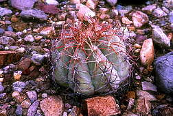 Echinocactus horizonthalonius - Maverick Mountain, Texas