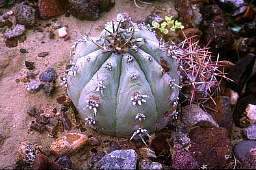 Echinocactus horizonthalonius - Maverick Mountain, Texas