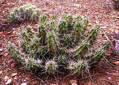 Echinocereus enneacanthus - Big Bend National Park