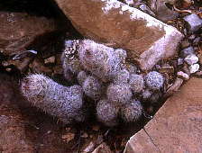 Escobaria tuberculosa - West of Terlingua