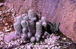 Escobaria tuberculosa - Dog Canyon, Big Bend National Park