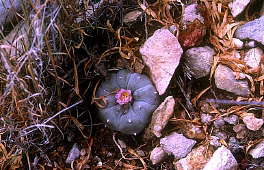 Lophophora williamsii - West of Terlingua