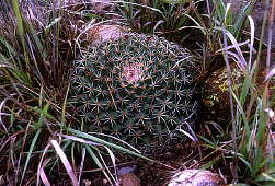 Mammillaria heyderi var meiacantha - West of Terlingua, Texas.
