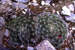 Mammillaria heyderi - in fruit, Dog Canyon, Big Bend National Park