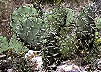 Opuntia engelmannii var. engelmannii