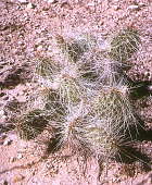 Opuntia erinacea var. hystricina - near Salt Flats