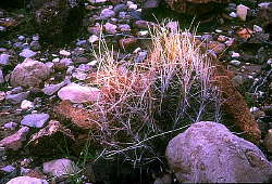 Thelocactus bicolor - West of Terlingua