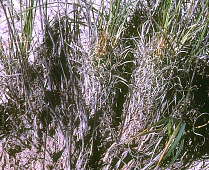 Toumeya papyracantha - Salt Flats