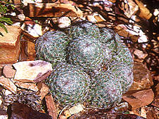 Escobaria hesteri