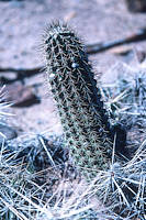 Echinocereus chisoensis