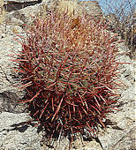 Ferocactus wislizenii