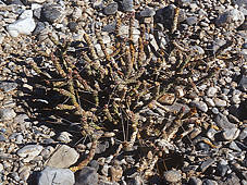 Cylindropuntia ramosissima Cylindropuntia ramosissima