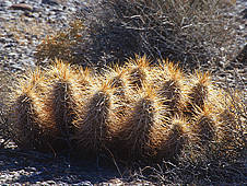 Echinocereus nicholii