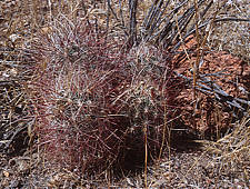 Sclerocactus polyancistrus