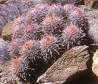 Echinocactus polycephalus - Death Valley California.