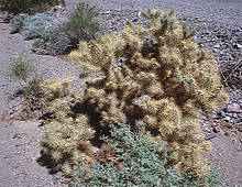 Cylindropuntia echinocarpa