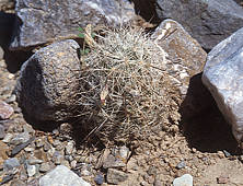 Mammillaria tetrancistra