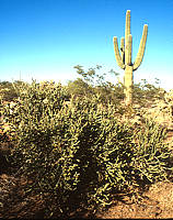 Cylindropuntia arbuscula