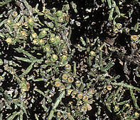 Cylindropuntia arbuscula fruit