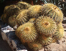 Echinocactus grusonii