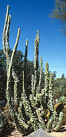 Lophocereus schottii