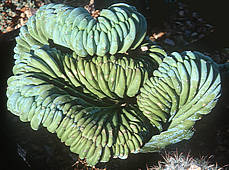 Trichocereus panachoi  cristate