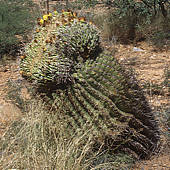 Ferocactus cristate