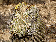 Ferocactus cristate