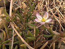 Spergularia media