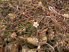 Spergularia media