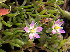 Spergularia marina