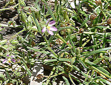 Spergularia rubra