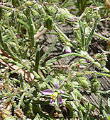 Spergularia rubra