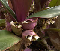 Tradescantia spathacea