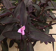 Tradescantia pallida