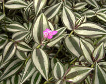 Tradescantia zebrina