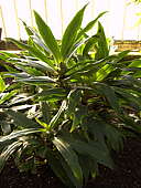 Tradescantia spathacea forma concolor