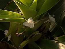 Tradescantia spathacea forma concolor